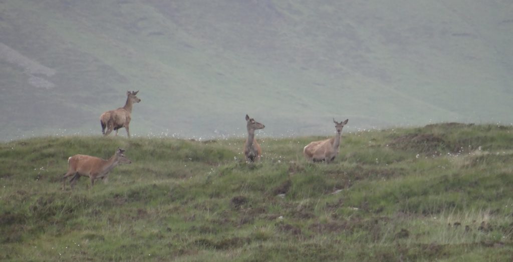 Red deer hinds on the hill